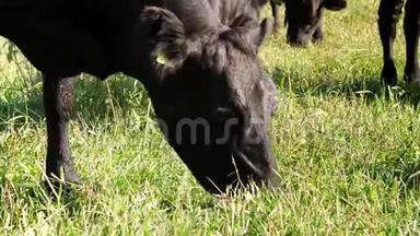 近，在草地上，在农场上，<strong>大黑</strong>系，种牛或公牛正在放牧，吃草。 夏日。 为了牛